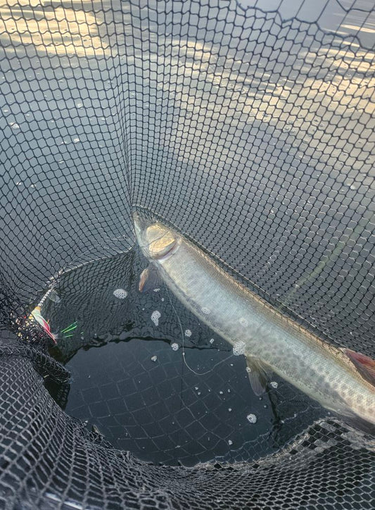 4 hour half-day Muskie Trip